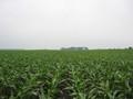 #4: And lots of corn to the south.