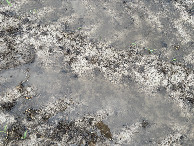 #9: Ground cover at the confluence point.