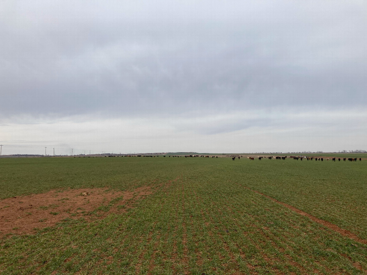 Looking north from the confluence at some cows