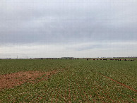 #2: Looking north from the confluence at some cows