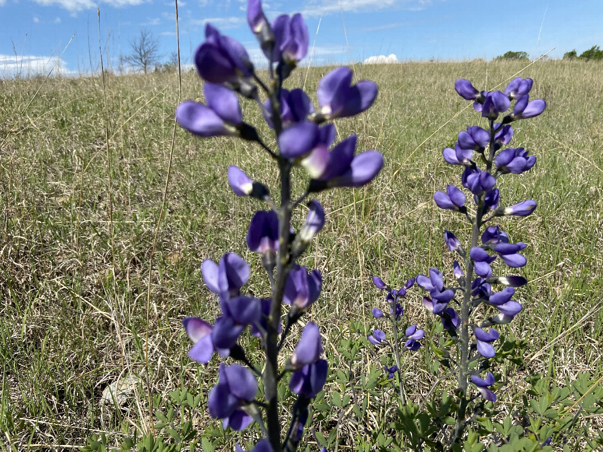 Wildflowers 400 meters east of the confluence point in the Flint Hills. 
