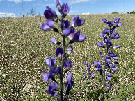 #9: Wildflowers 400 meters east of the confluence point in the Flint Hills. 