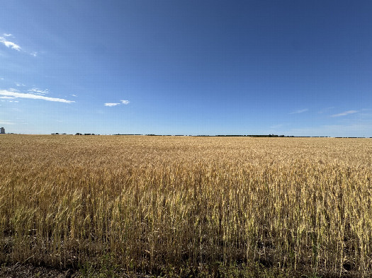 #1: Looking North