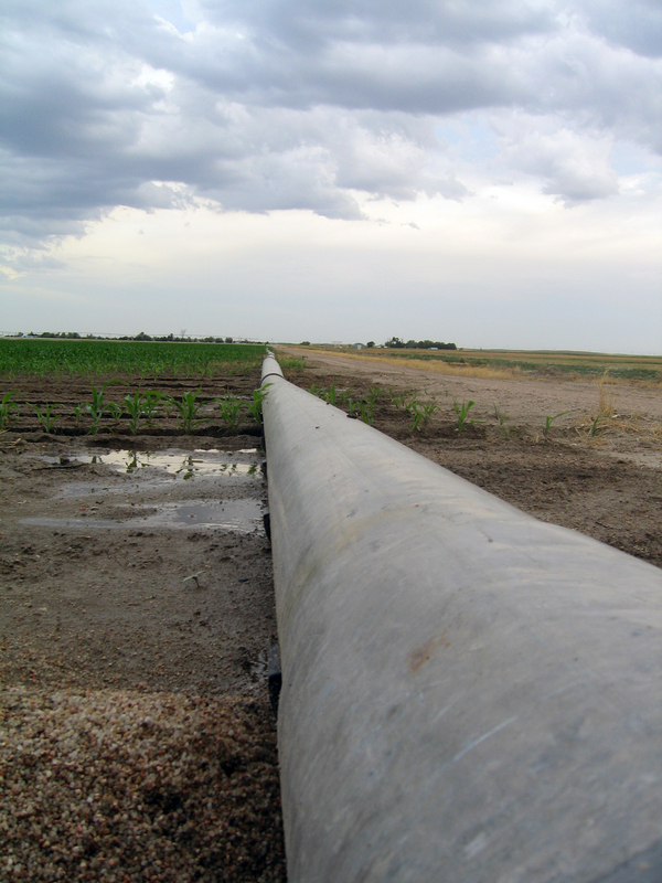 Irrigation pipe for the corn.  