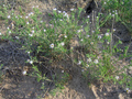 #8: Ground cover.  