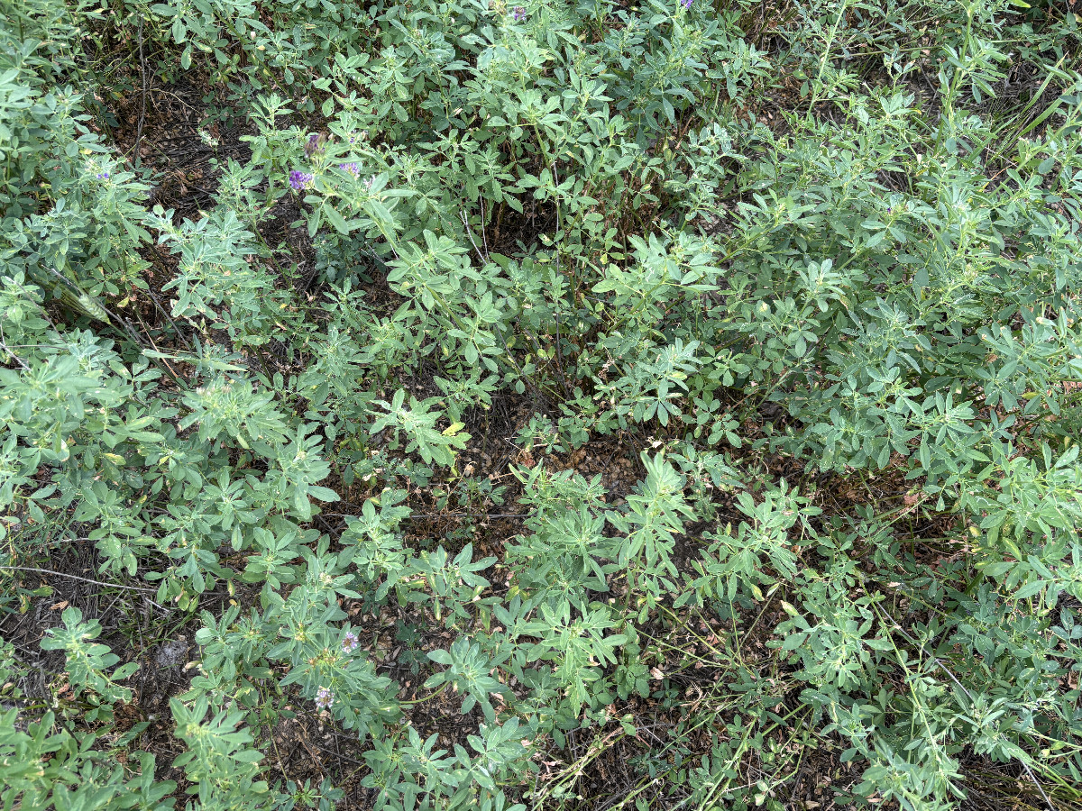 Ground cover at the confluence point.