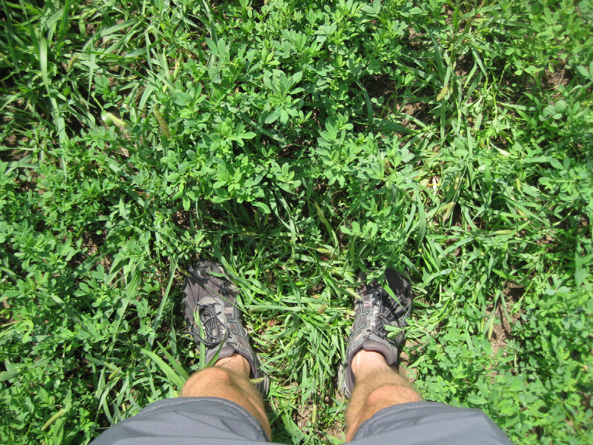Ground cover... what is this crop? Is it a crop?