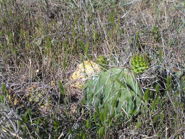 Shortgrass prairie and prickly pear cactus groundcover at confluence.