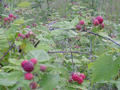 #2: Wild rasberries in the clearing.