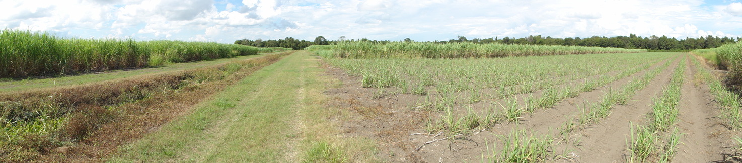 Panoramic view from the service track of the sugarcane field