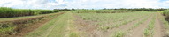 #7: Panoramic view from the service track of the sugarcane field