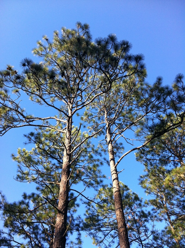 Trees above the campsite