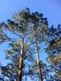 #6: Trees above the campsite