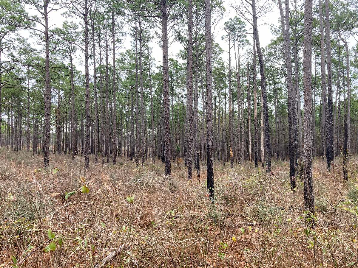 Looking east, lots of longleaf pines