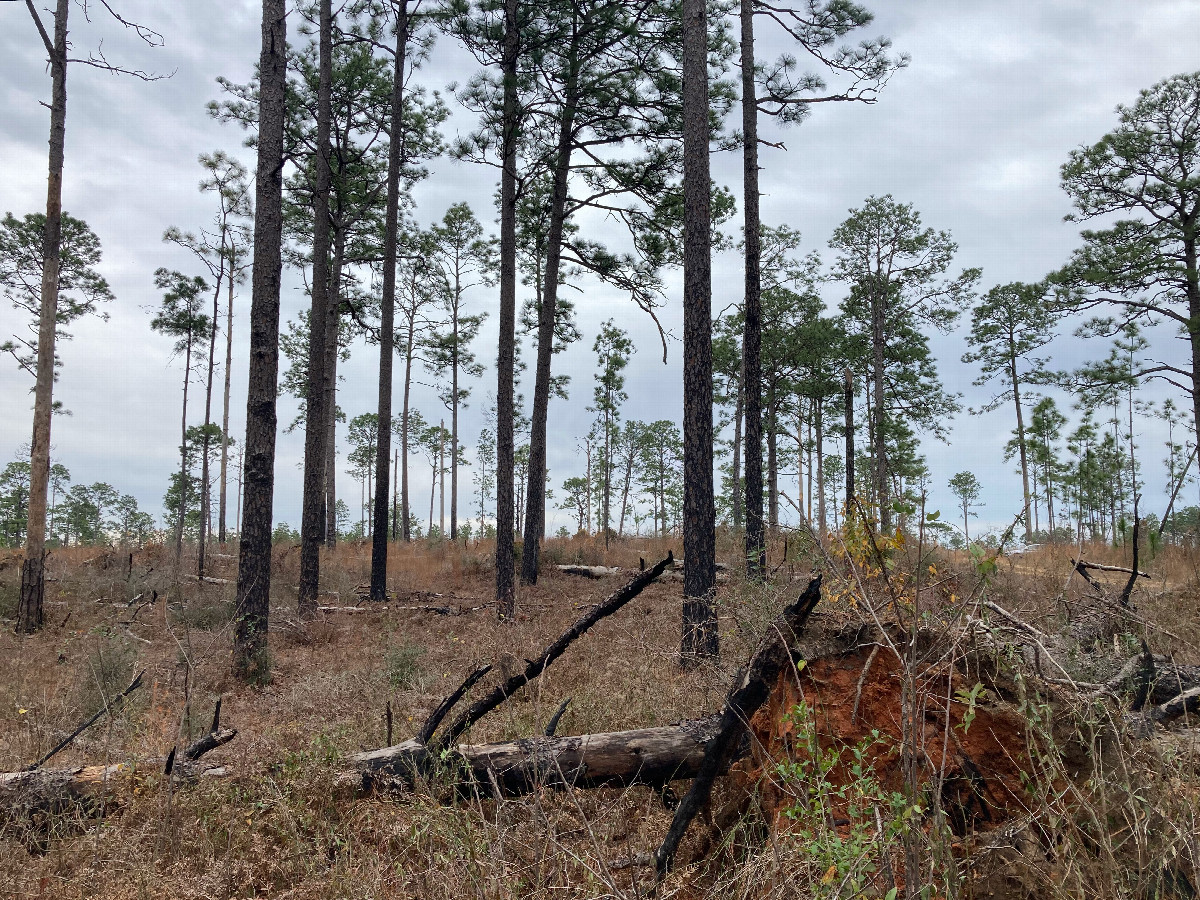 Looking south, several fallen trees here