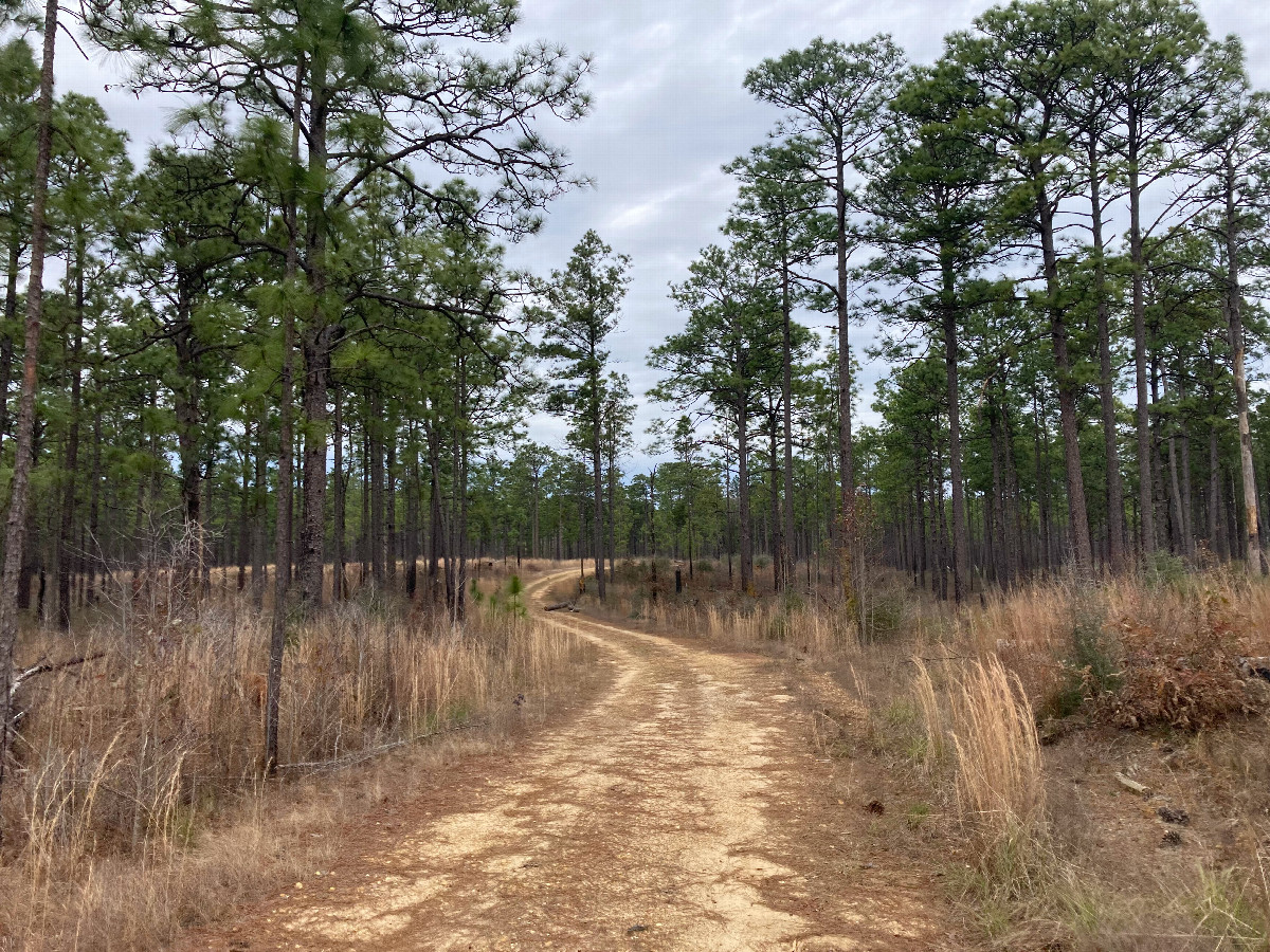 The dirt track that passes very near 31N 93W