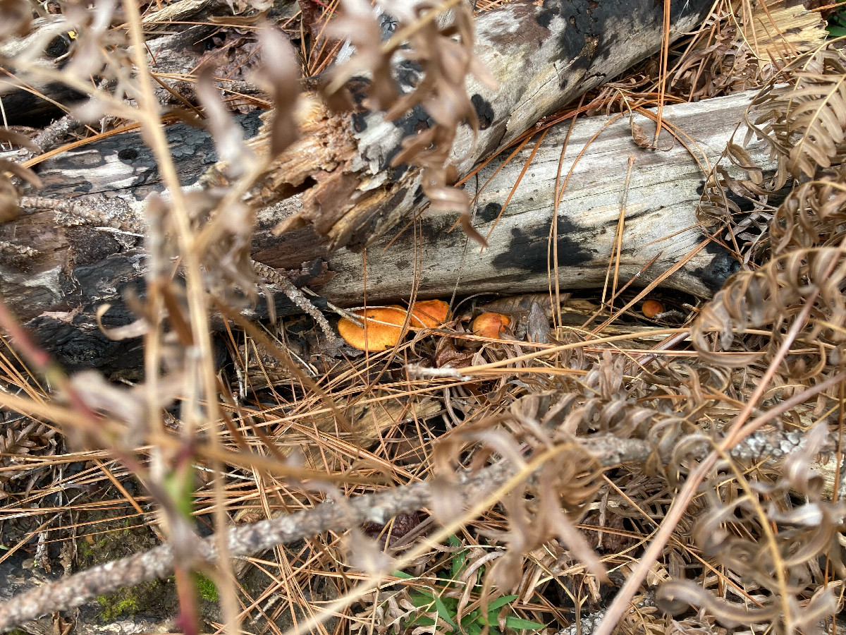 Confluence fungi (within a few meters of the point)