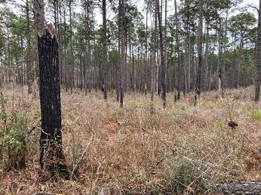 #1: Looking east toward 31N 93W, located in the foreground beside the tall stump