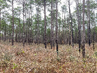 #3: Looking east, lots of longleaf pines