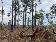 #4: Looking south, several fallen trees here