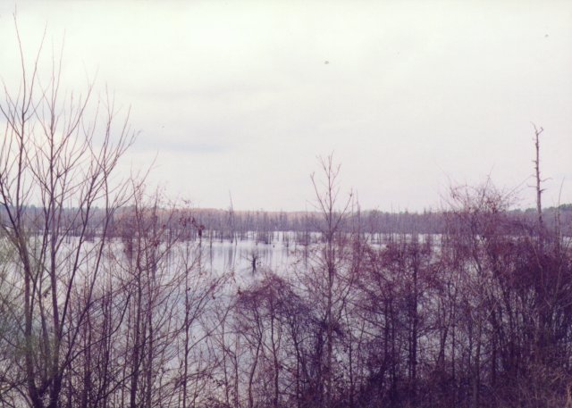 Black Lake, with abundant trees.