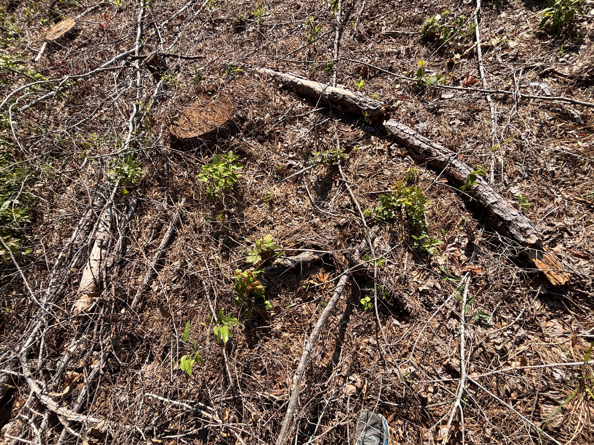 Ground cover at the confluence point. 
