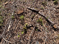 #7: Ground cover at the confluence point. 