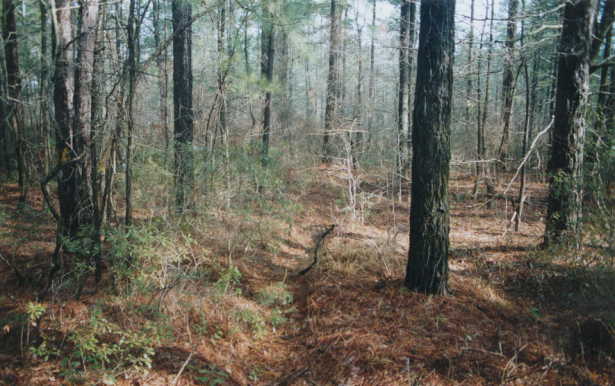 Log-skid tracks, orange flagging is at far left thirty feet away.