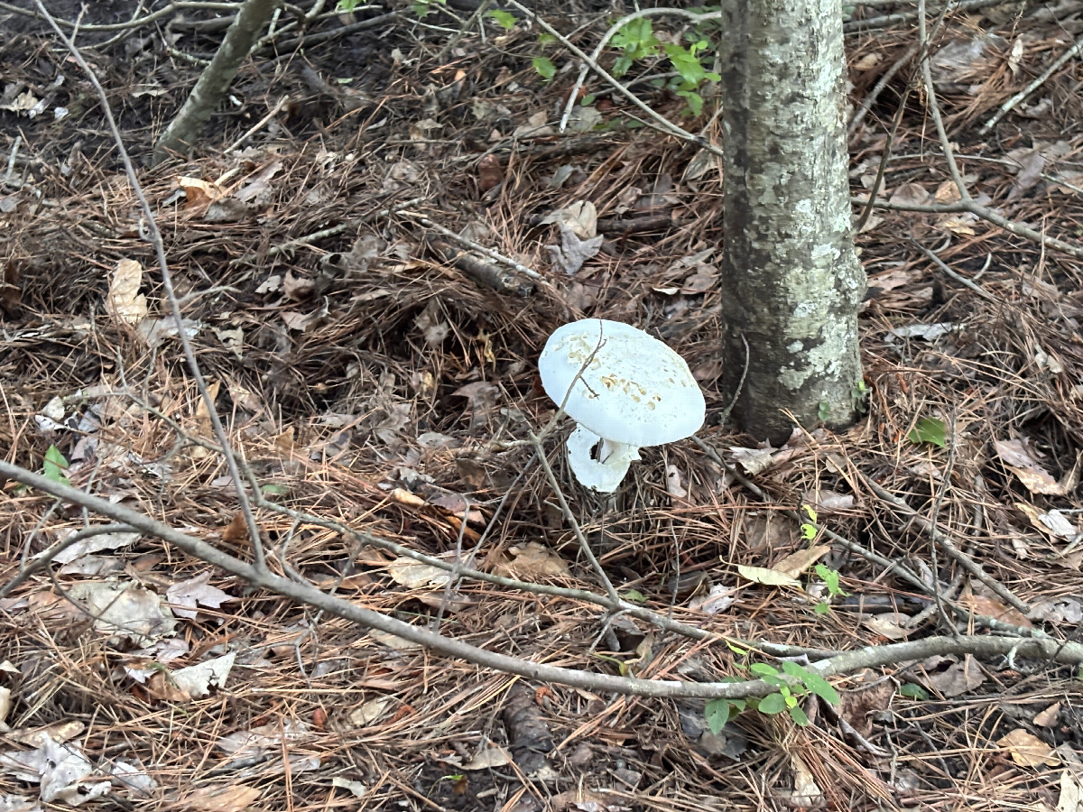 Mushroom near the confluence. 