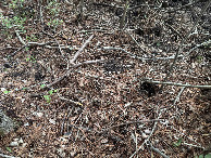 #6: Ground cover at the confluence. 