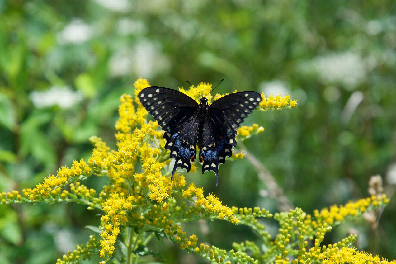 A butterfly (Black Swallowtail) seen near the point