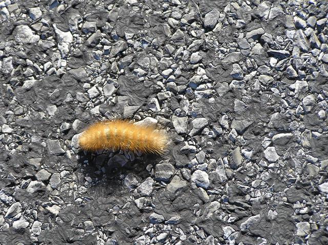 Caterpillar heading due east, on the nearest road to the confluence.