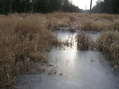 #7: Wet Walk:  Along the marshy powerline right-of-way 600 meters west of the confluence.