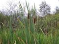 #3: Bulrushes to the South.