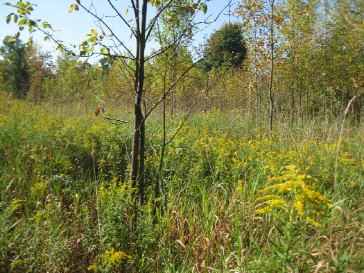 #1: View to the southwest, confluence in front of the sapling in the foreground