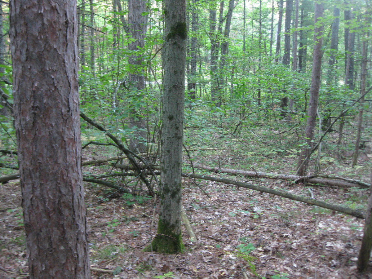 View to the northeast, confluence by the base of the tree in the foreground
