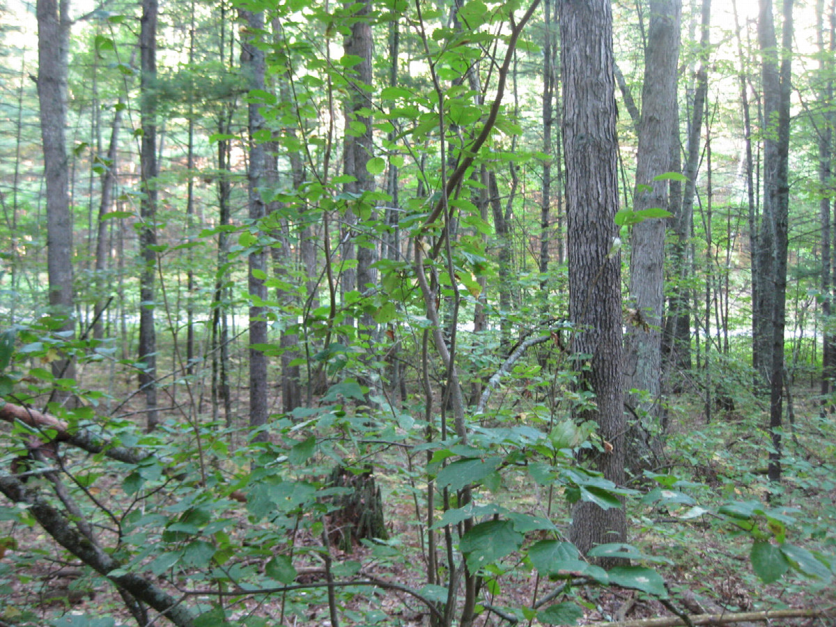 View to the north; road visible in the distance