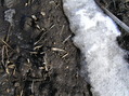 #4: Corn, mud, and snow:  Ground cover at the confluence point.