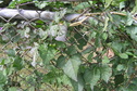 #8: Vines and berries a meter from the confluence site.