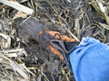 #8: Muddy conditions at the zeropoint