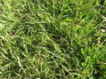 #4: Ground-cover at the confluence:  Planted field grasses