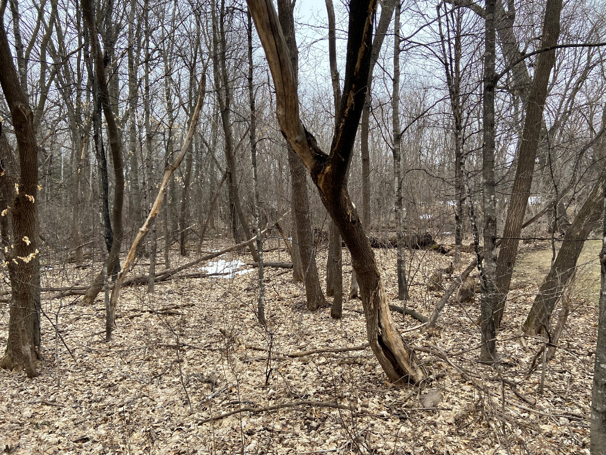 Trees surrounding the confluence site and the remains of the winter snow cover. 