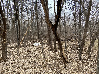 #11: Trees surrounding the confluence site and the remains of the winter snow cover. 
