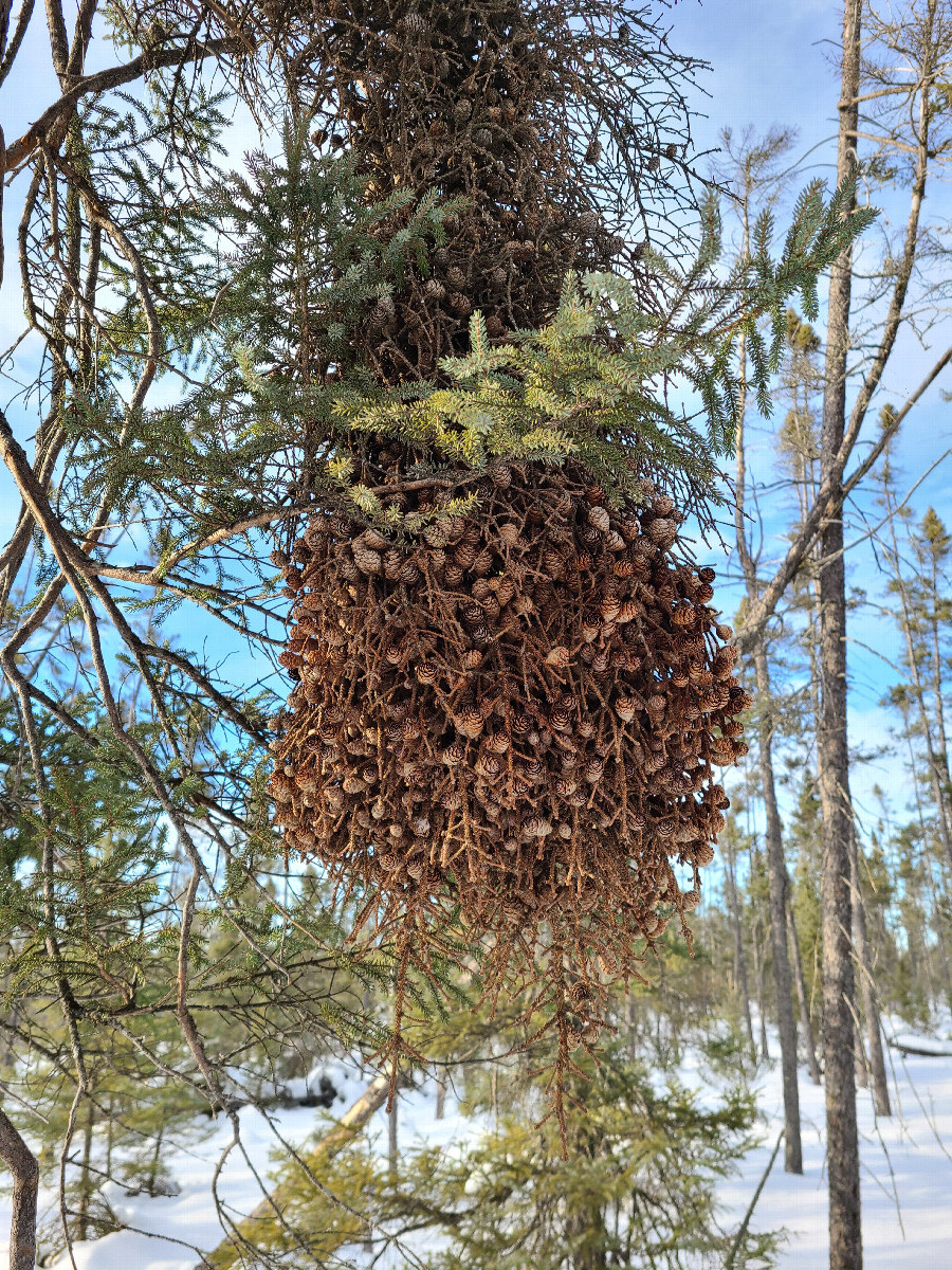 Massive cluster of pine cones during the bushwhack