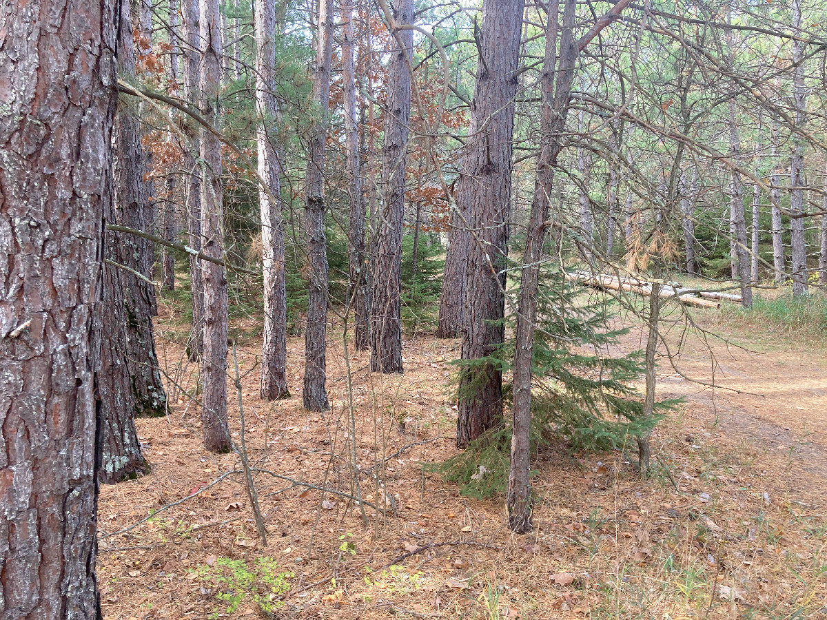 Looking west toward 47N 95W, located in the middle of the photo