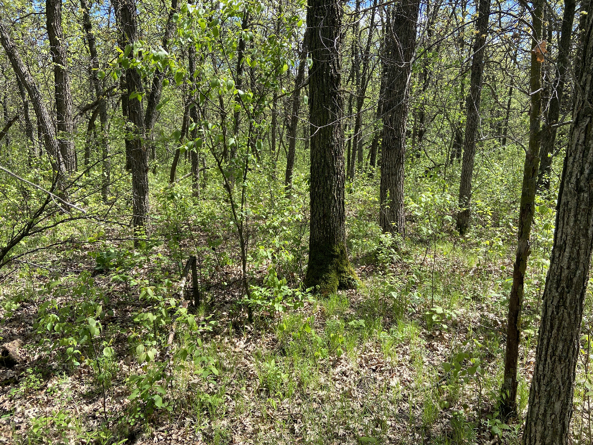 A view to the south from the confluence point. 