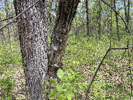 #3: A view to the east from the confluence point.  