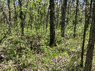 #4: A view to the south from the confluence point. 