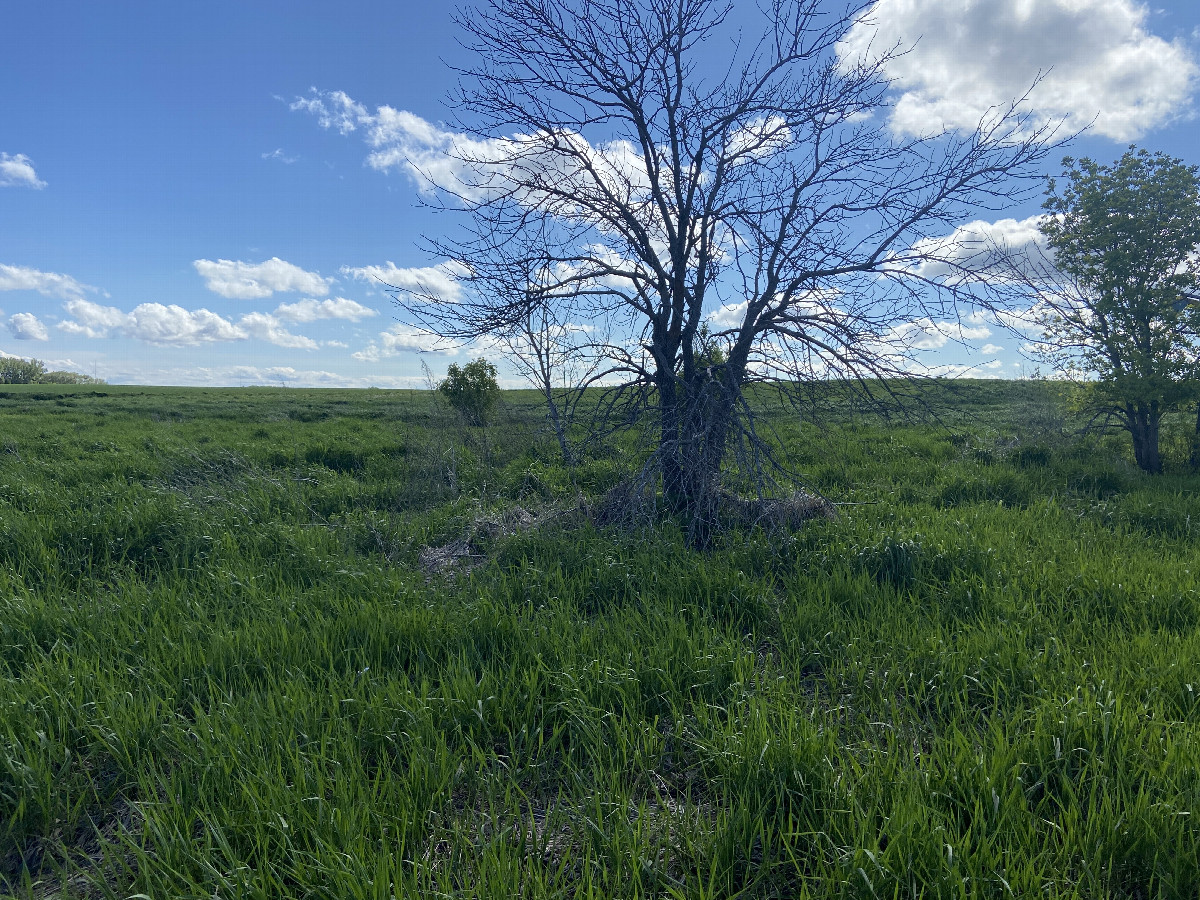 Another view to the west from the confluence. 