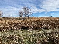 #2: Looking east from my closest approach, at a frozen part of the creek